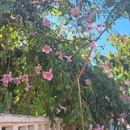 La Mata, * تورّيفيِخا