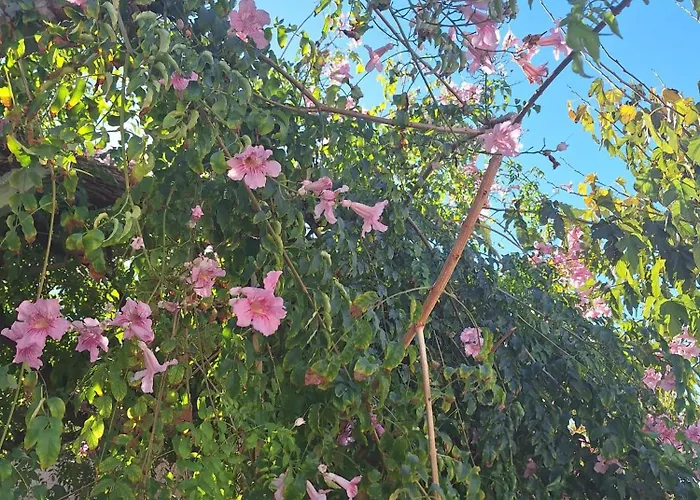 La Mata, * Torrevieja